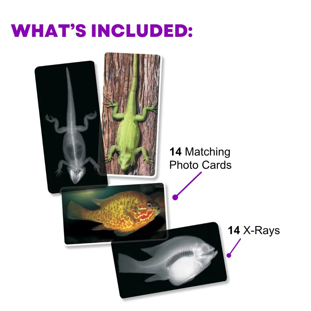 Roylco Animal X-Rays Science Set – 28 Pieces, 14 Authentic X-Rays & Matching Photo Cards, 8" x 10" | Animal Anatomy & Radiology Learning - view 2