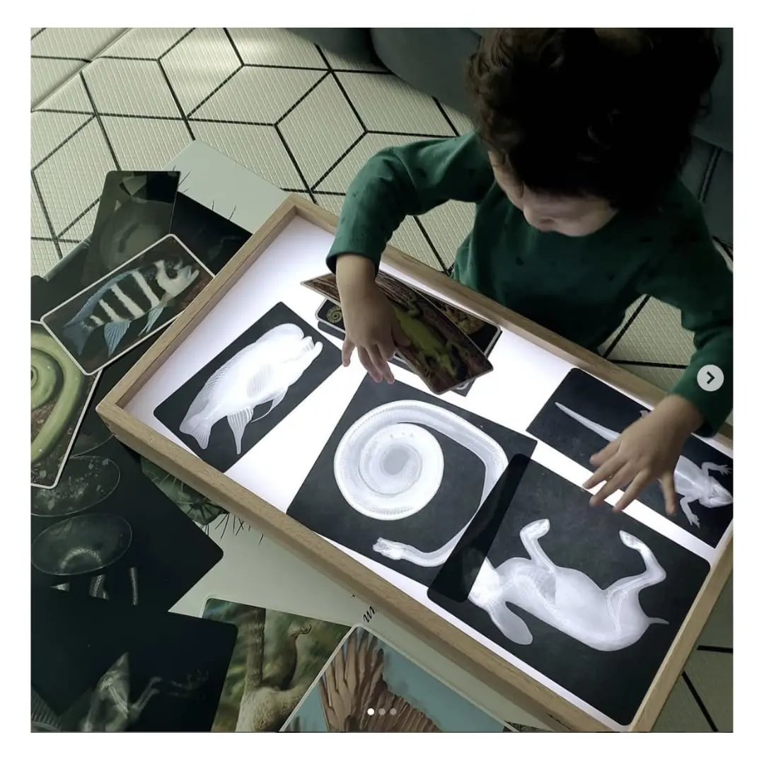 Roylco Animal X-Rays Science Set – 28 Pieces, 14 Authentic X-Rays & Matching Photo Cards, 8" x 10" | Animal Anatomy & Radiology Learning - view 4