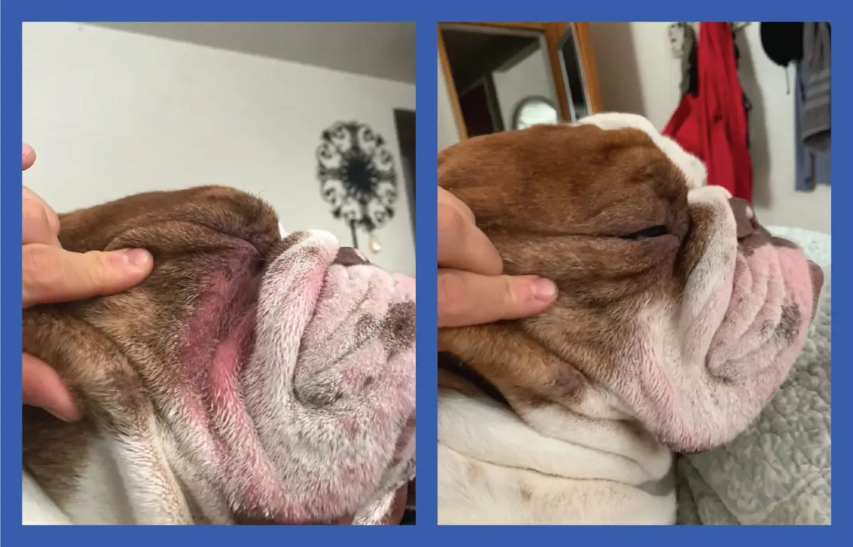 Squishface Wrinkle Paste for Bulldogs & Pugs 59ml (2oz) | Gentle Wrinkle Cleaner for Dogs - view 5