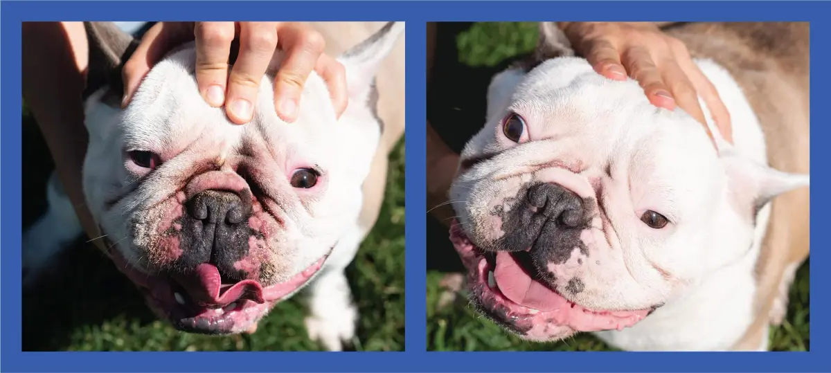 Squishface Wrinkle Paste for Bulldogs & Pugs 59ml (2oz) | Gentle Wrinkle Cleaner for Dogs - view 7