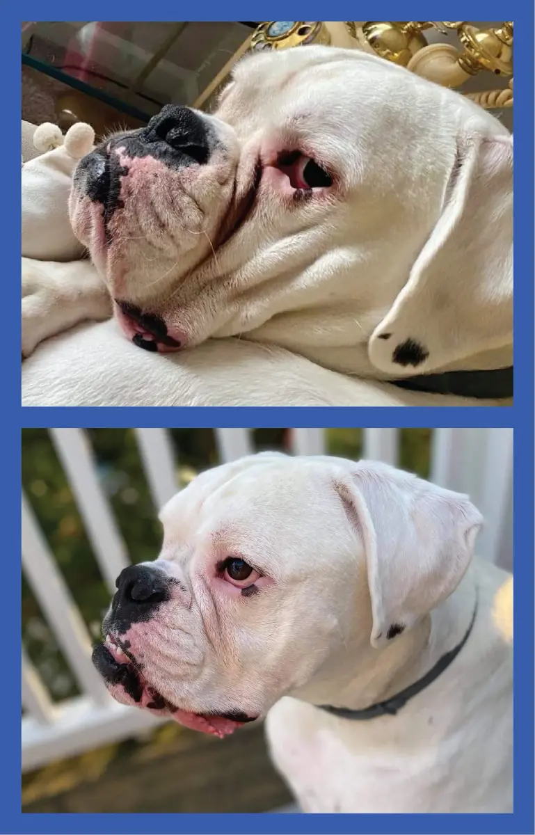 Squishface Wrinkle Paste for Bulldogs & Pugs 59ml (2oz) | Gentle Wrinkle Cleaner for Dogs - view 8