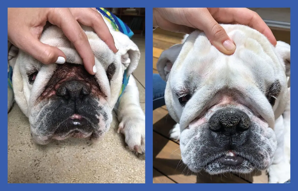 Squishface Wrinkle Paste for Bulldogs & Pugs 59ml (2oz) | Gentle Wrinkle Cleaner for Dogs - view 3