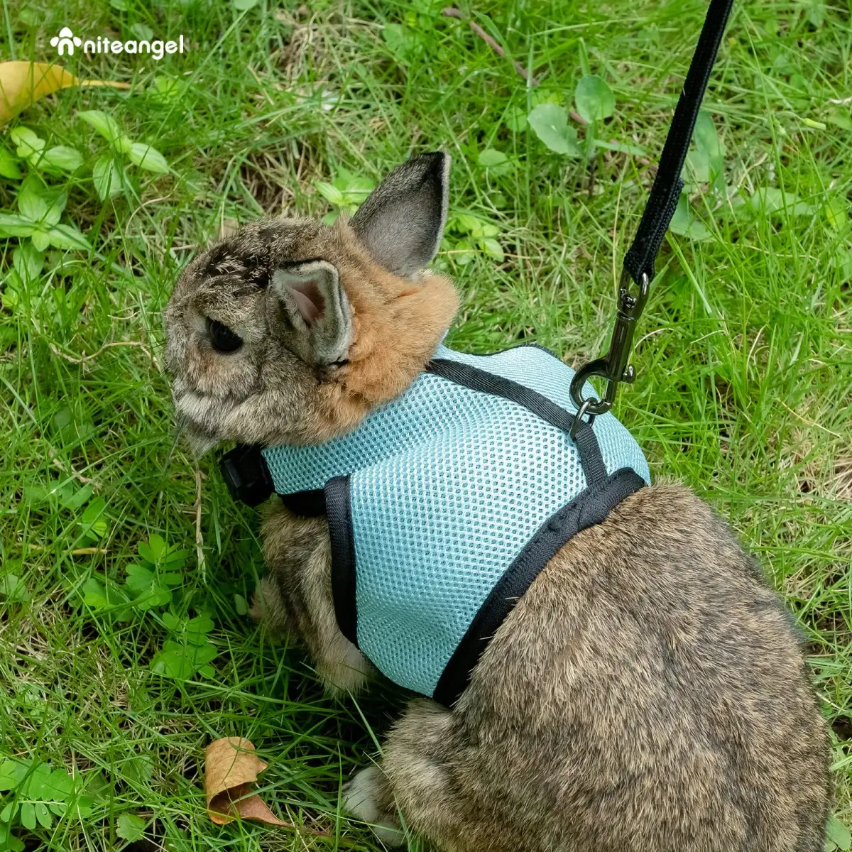 Niteangel Adjustable Soft Harness with Elastic Leash for Rabbits (L, Black) | Escape-Proof & Breathable Mesh - view 6