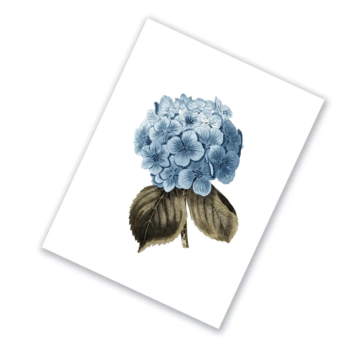 Gnosis Picture Archive Blue Hydrangea Botanical Art Prints Set of 6 (8x10 inch image on 8.5x11 inch paper) | Antique Floral Gallery Wall Decor - view 5
