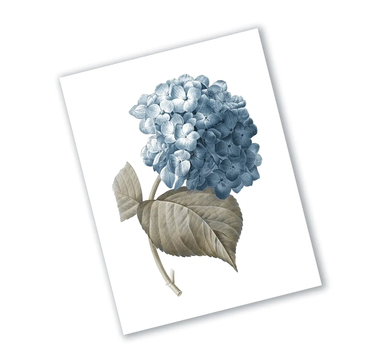 Gnosis Picture Archive Blue Hydrangea Botanical Art Prints Set of 6 (8x10 inch image on 8.5x11 inch paper) | Antique Floral Gallery Wall Decor - view 6