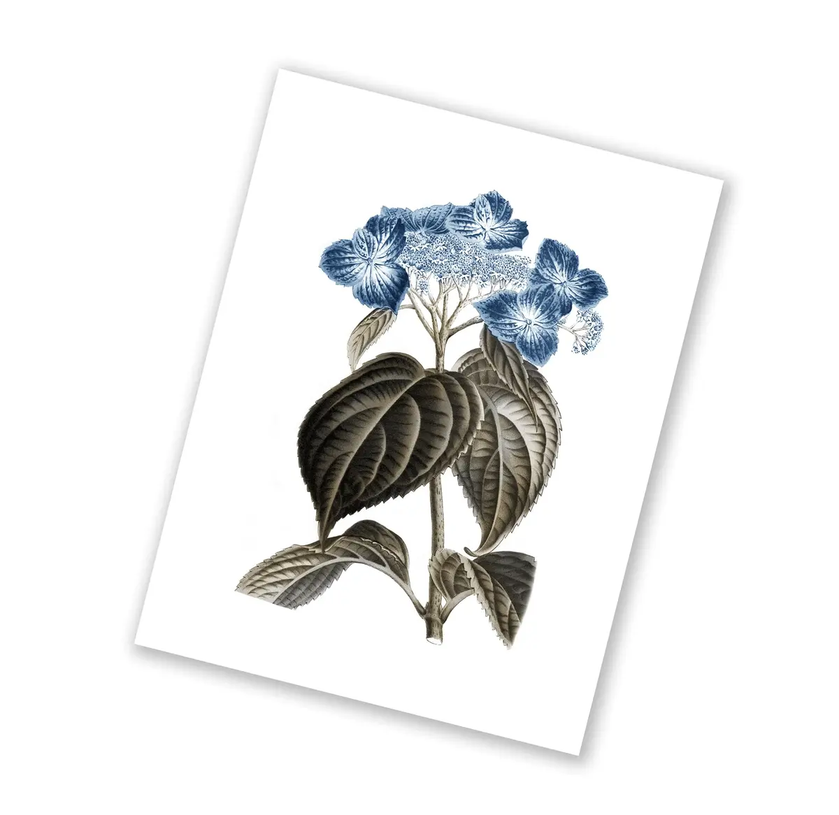 Gnosis Picture Archive Blue Hydrangea Botanical Art Prints Set of 6 (8x10 inch image on 8.5x11 inch paper) | Antique Floral Gallery Wall Decor - view 7