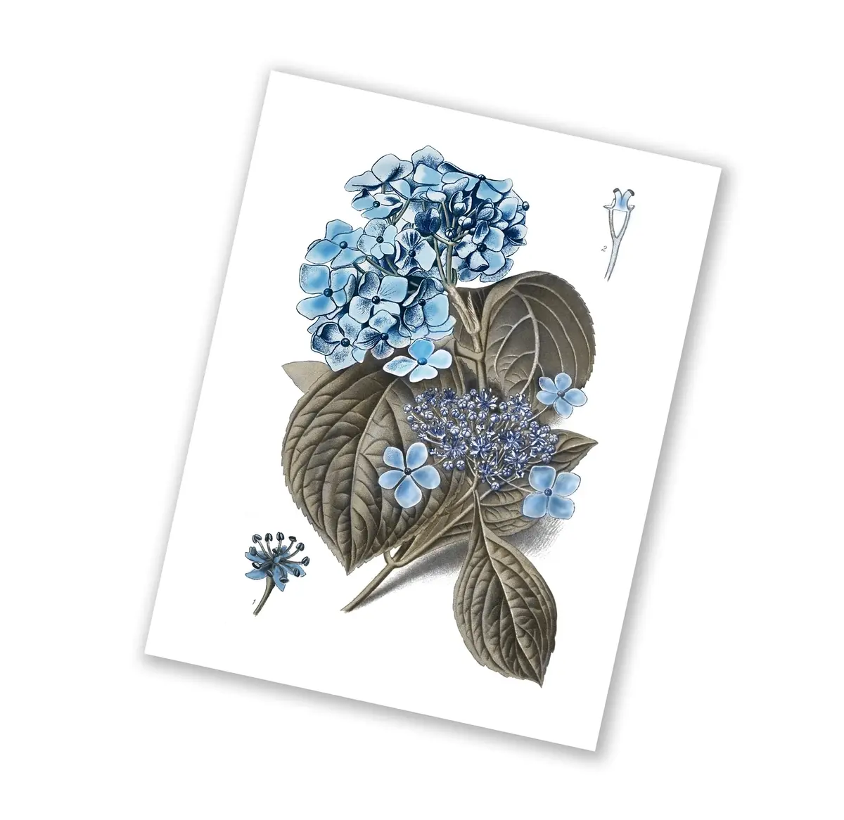 Gnosis Picture Archive Blue Hydrangea Botanical Art Prints Set of 6 (8x10 inch image on 8.5x11 inch paper) | Antique Floral Gallery Wall Decor - view 8