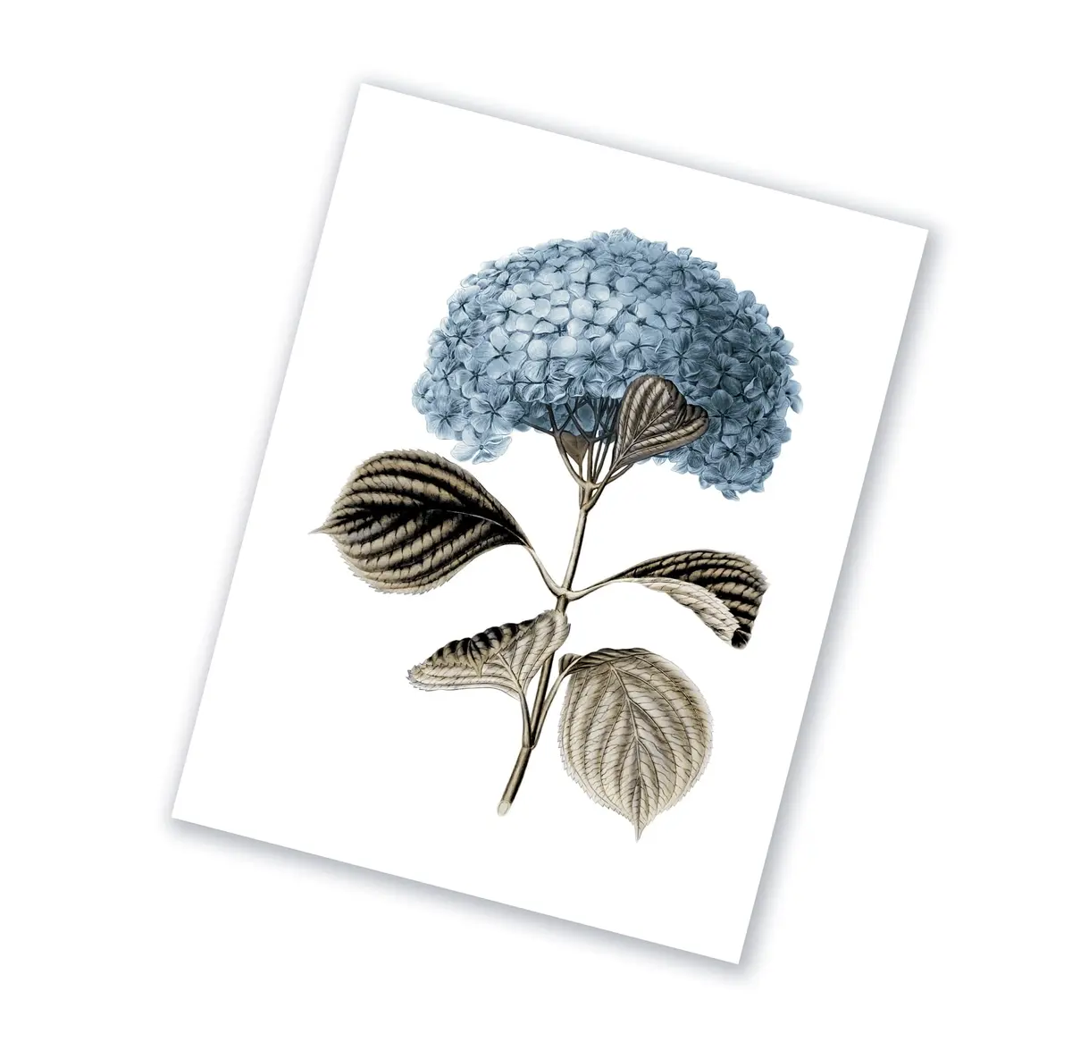 Gnosis Picture Archive Blue Hydrangea Botanical Art Prints Set of 6 (8x10 inch image on 8.5x11 inch paper) | Antique Floral Gallery Wall Decor - view 9