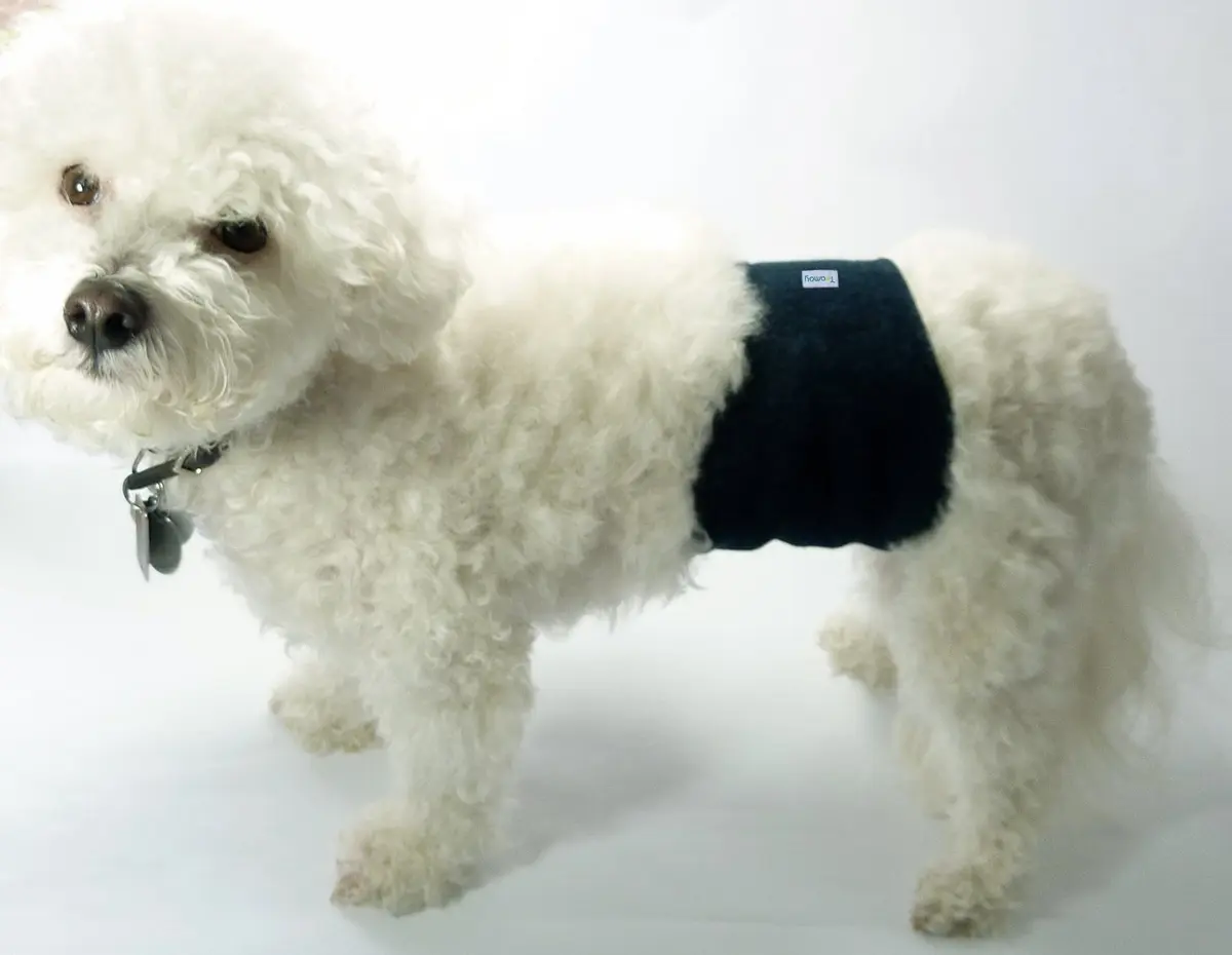 Teamoy Reusable Dog Diapers for Male Dogs, Pack of 3 Medium Belly Bands | Washable & Leak-Proof for Incontinence & Training - view 8