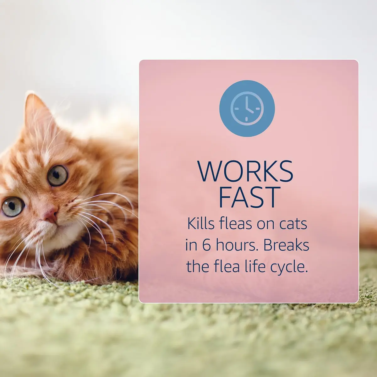 Catego Flea and Tick Prevention for Cats - Over 1.5 lbs, 6 Month Supply | Fast-Acting Flea & Tick Control - view 2