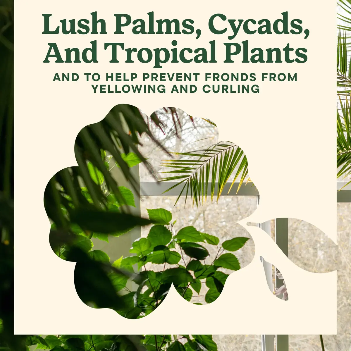 Miracle-Gro Shake 'N Feed Palm Plant Food 4.5 lb. | Supports lush palms & tropical plants - view 6