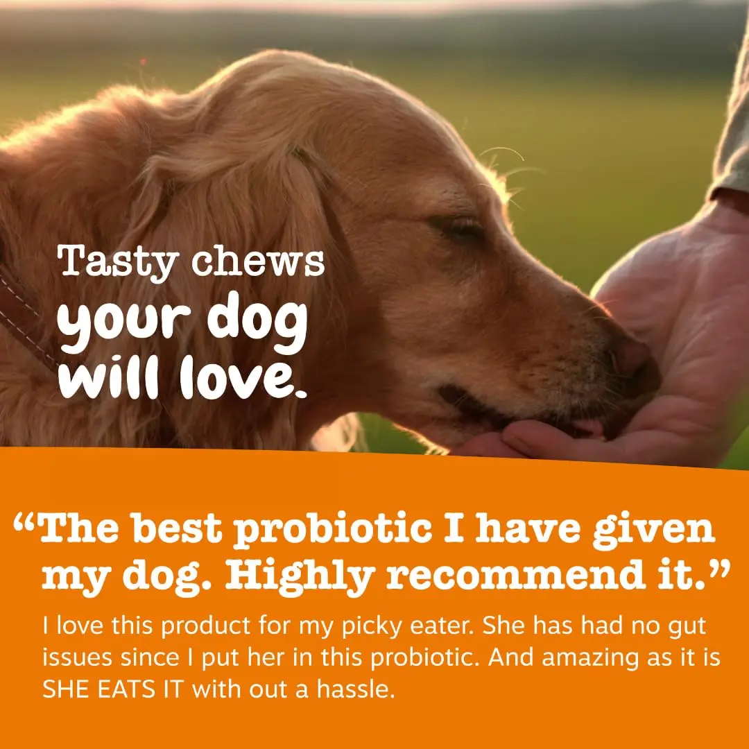 Zesty Paws Probiotics for Dogs - Gut Health Soft Chews, Pumpkin, 90 Ct | Supports Digestive & Immune Function - view 6