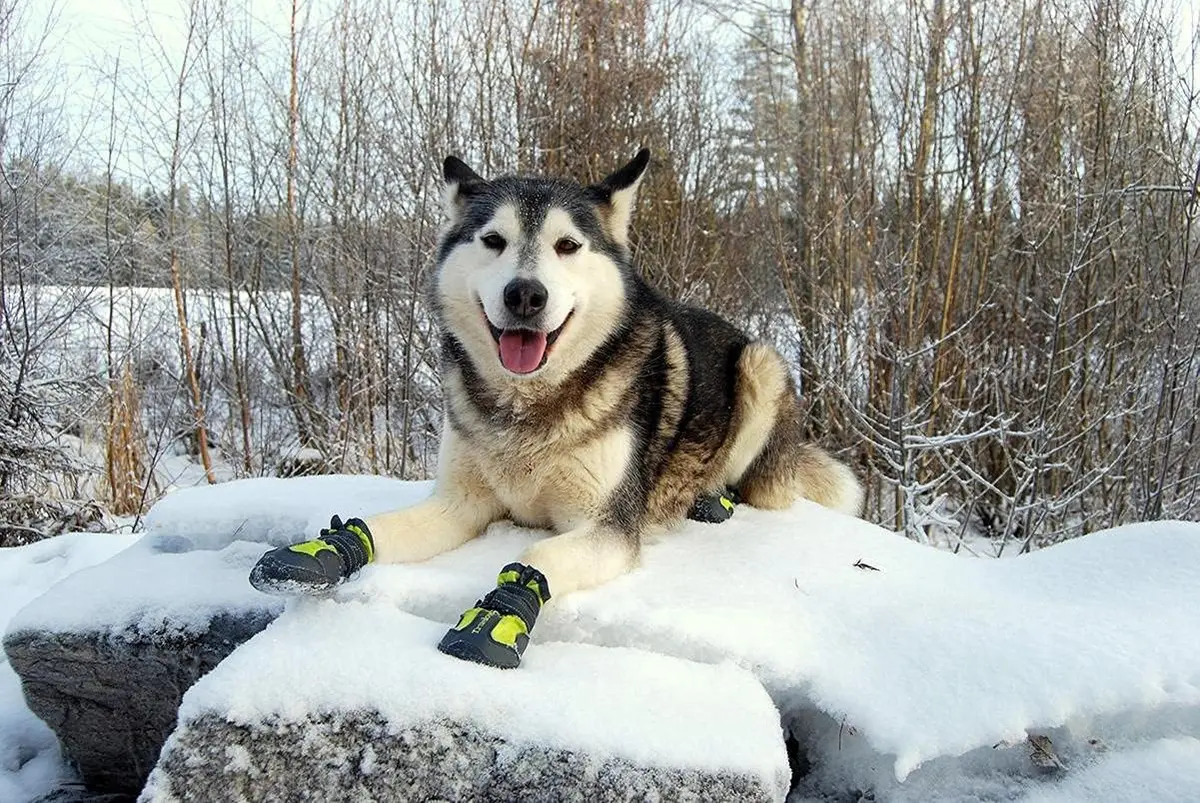 TRUE LOVE Dog Shoes Waterproof Anti-Slip Rain Boots with Reflective TLS3961 | Soft-shell, Reflective, Waterproof - view 4