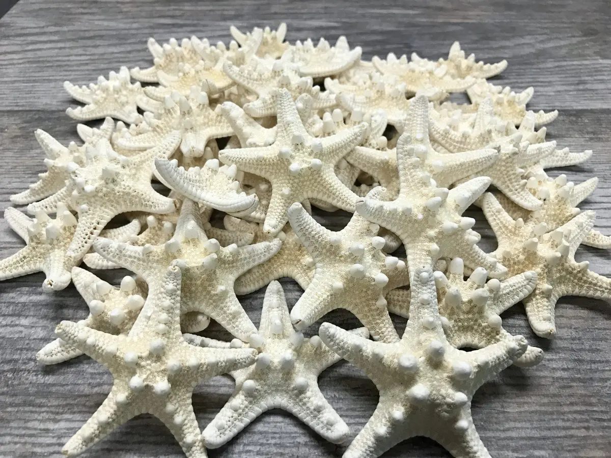 Nautical Crush Trading Real White Knobby Starfish 3"-4" | Coastal Nautical Decor & Beach Wedding Accent - view 6
