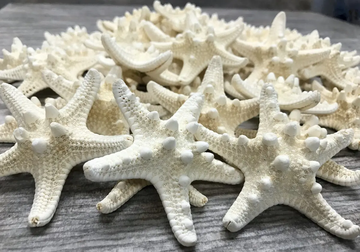 Nautical Crush Trading Real White Knobby Starfish 3"-4" | Coastal Nautical Decor & Beach Wedding Accent - view 7
