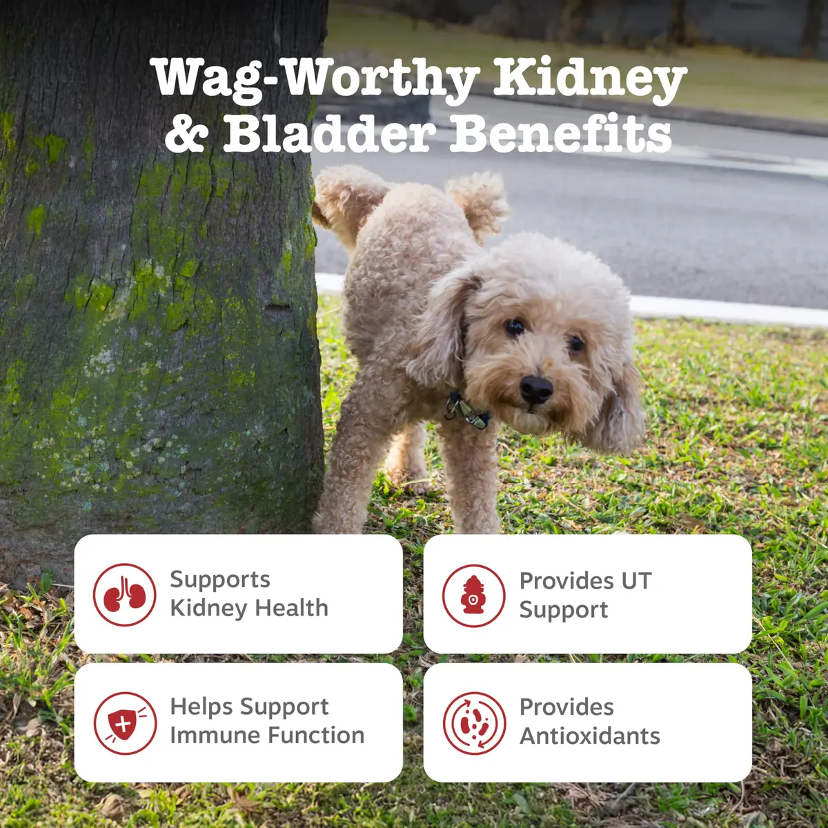 Zesty Paws Cranberry Supplement for Dogs - Chicken, 90 Ct | Urinary & Immune Support - view 2