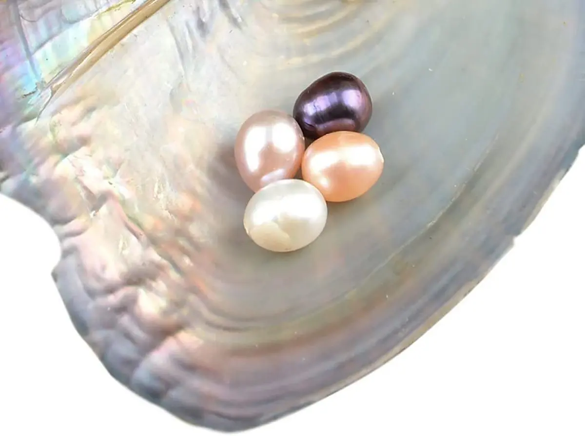 NIGHT-GRING 10 PC Freshwater Cultured Pearl Oyster Oval Pearls 7.5-8mm | Assorted Colors - view 3