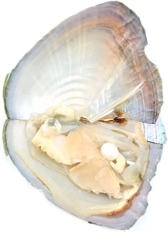NIGHT-GRING 10 PC Freshwater Cultured Pearl Oyster Oval Pearls 7.5-8mm | Assorted Colors - view 4