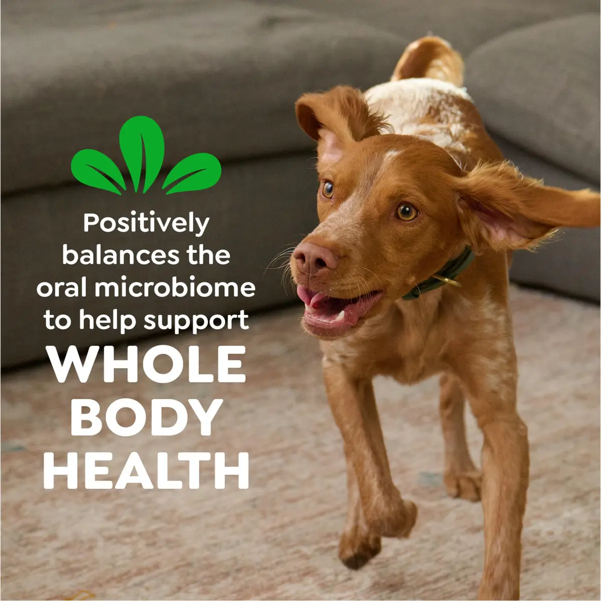 Greenies Teenie Original Natural Dental Dog Treats, Chicken, 260 Count (Pack of 4) | Vet-Recommended Dental Care for Small Dogs - view 8