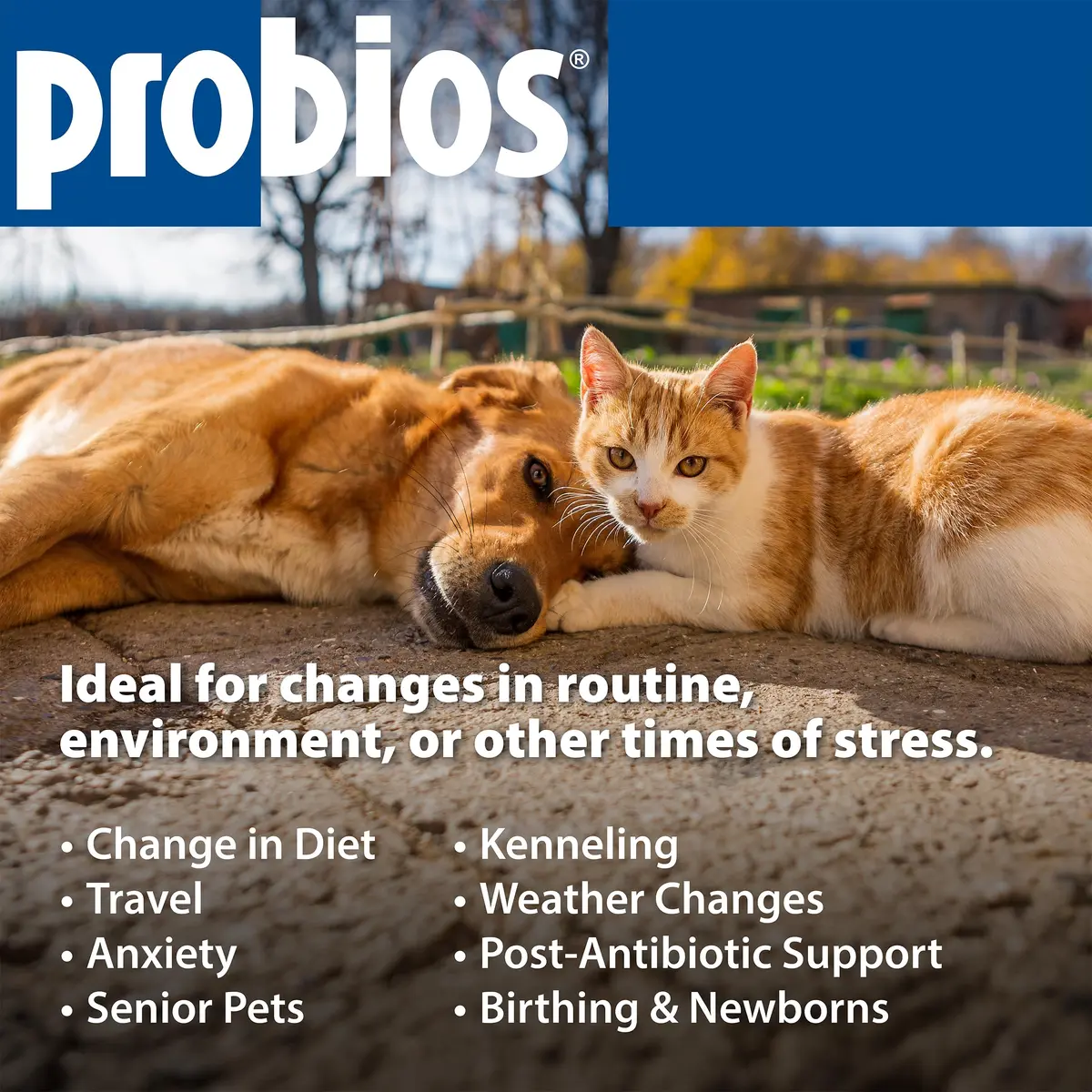 Probios Dog Probiotic Tablets, Chicken Liver, 45 Count | Supports Digestive & Immune Health - view 6