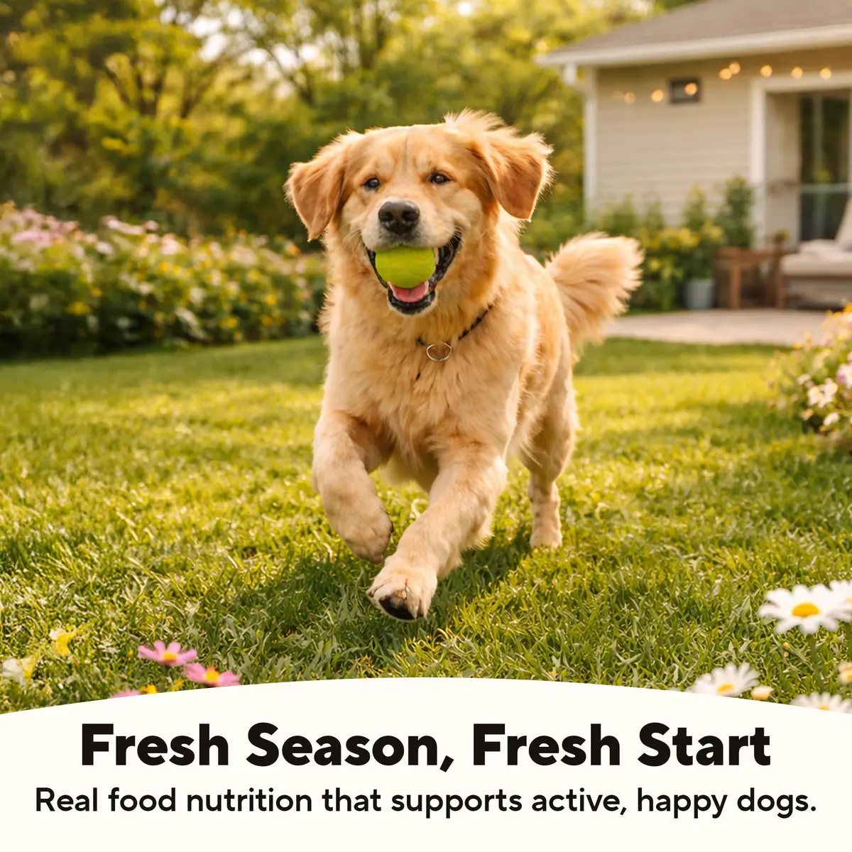 Dave's Pet Food Grain Free Wet Dog Food, Beef & Vegetable, 13.2 oz | High Protein, Grain-Free Nutrition - view 5