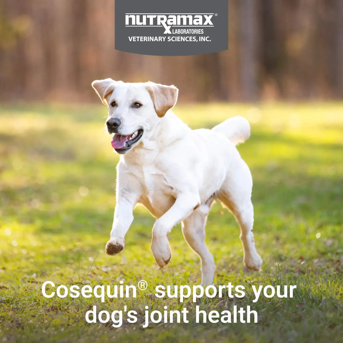 Nutramax Cosequin Joint Supplement for Dogs, MSM+HA, Chew Tablets, 150 Count (6.75 oz / 191 g) | Vet Recommended for Joint Health - view 3