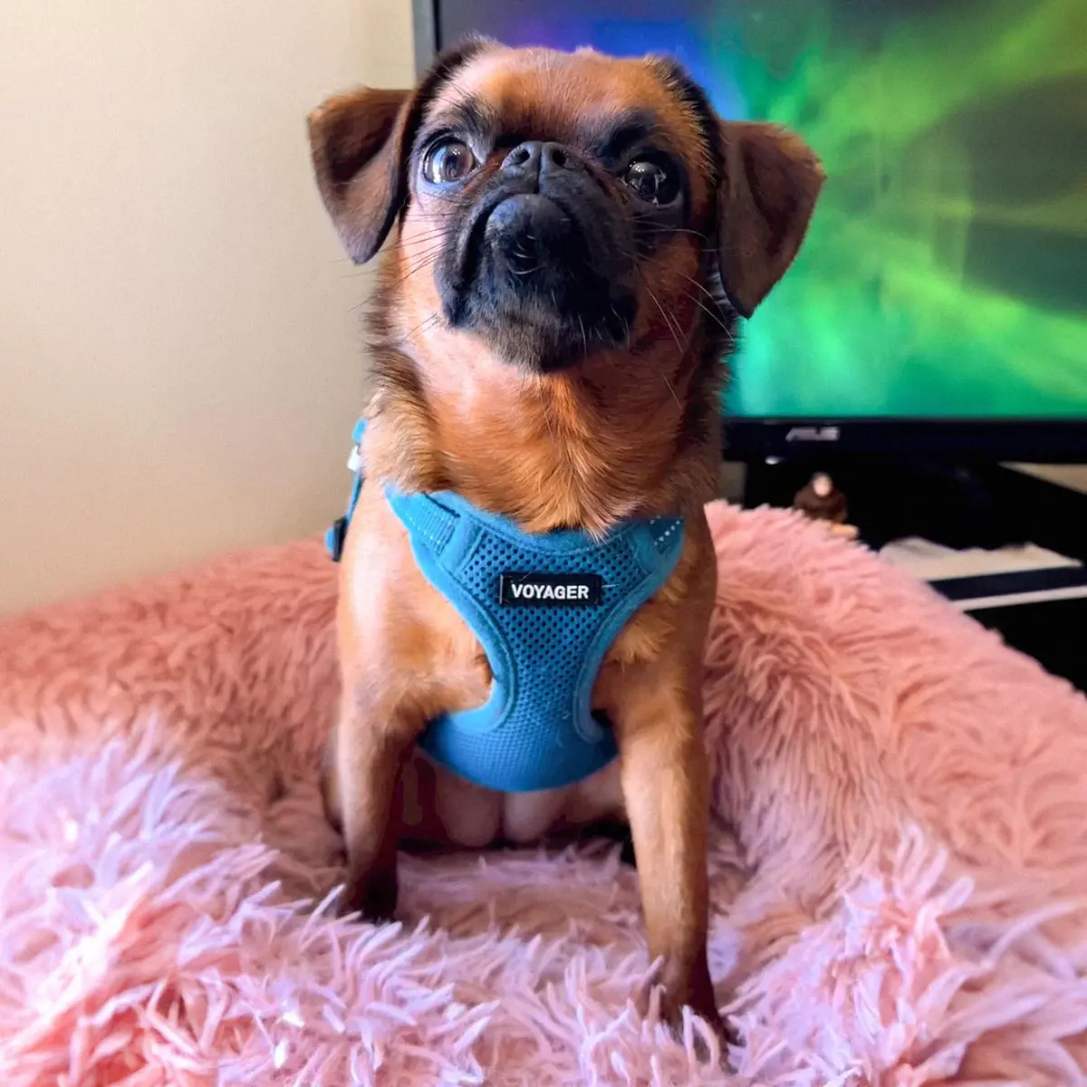 Best Pet Supplies Voyager Step-in Flex Dog Harness - Turquoise, Medium | Adjustable, Breathable & Reflective - view 7