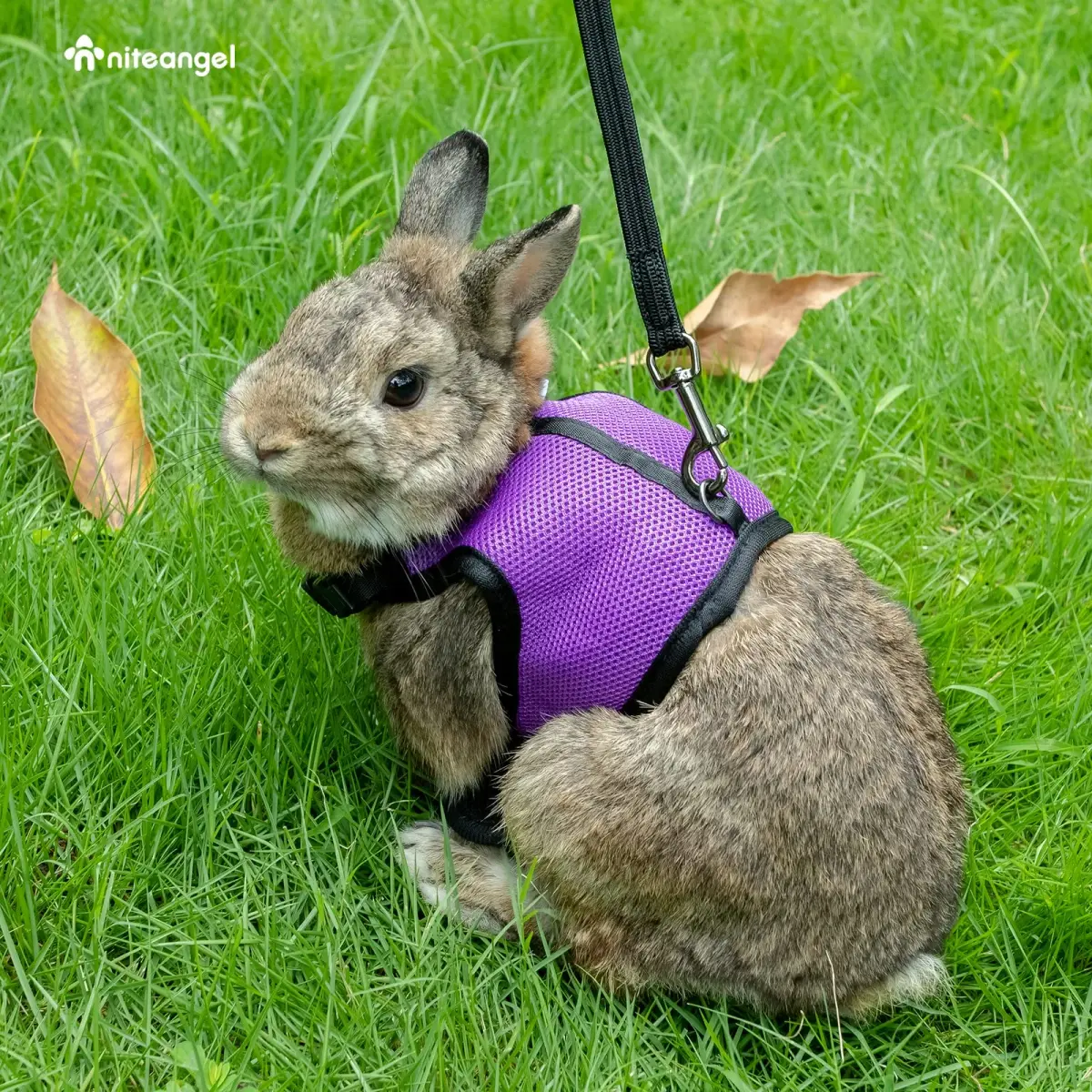Niteangel Adjustable Soft Harness with Elastic Leash for Rabbits (L, Purple) | Escape-Proof & Breathable Mesh - view 5