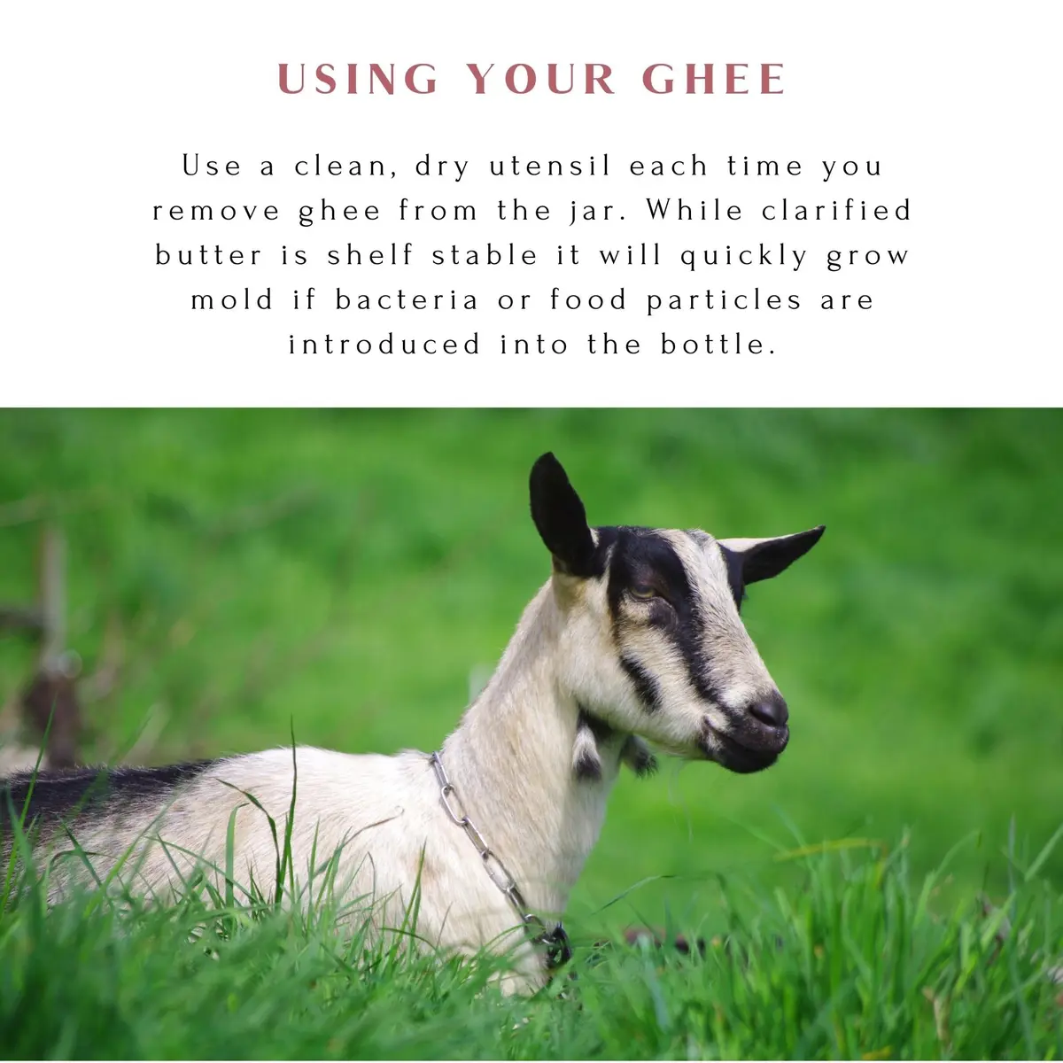 Mt. Capra Goat Milk Ghee | Unsalted, Pasture Raised | 10 fl oz - view 6