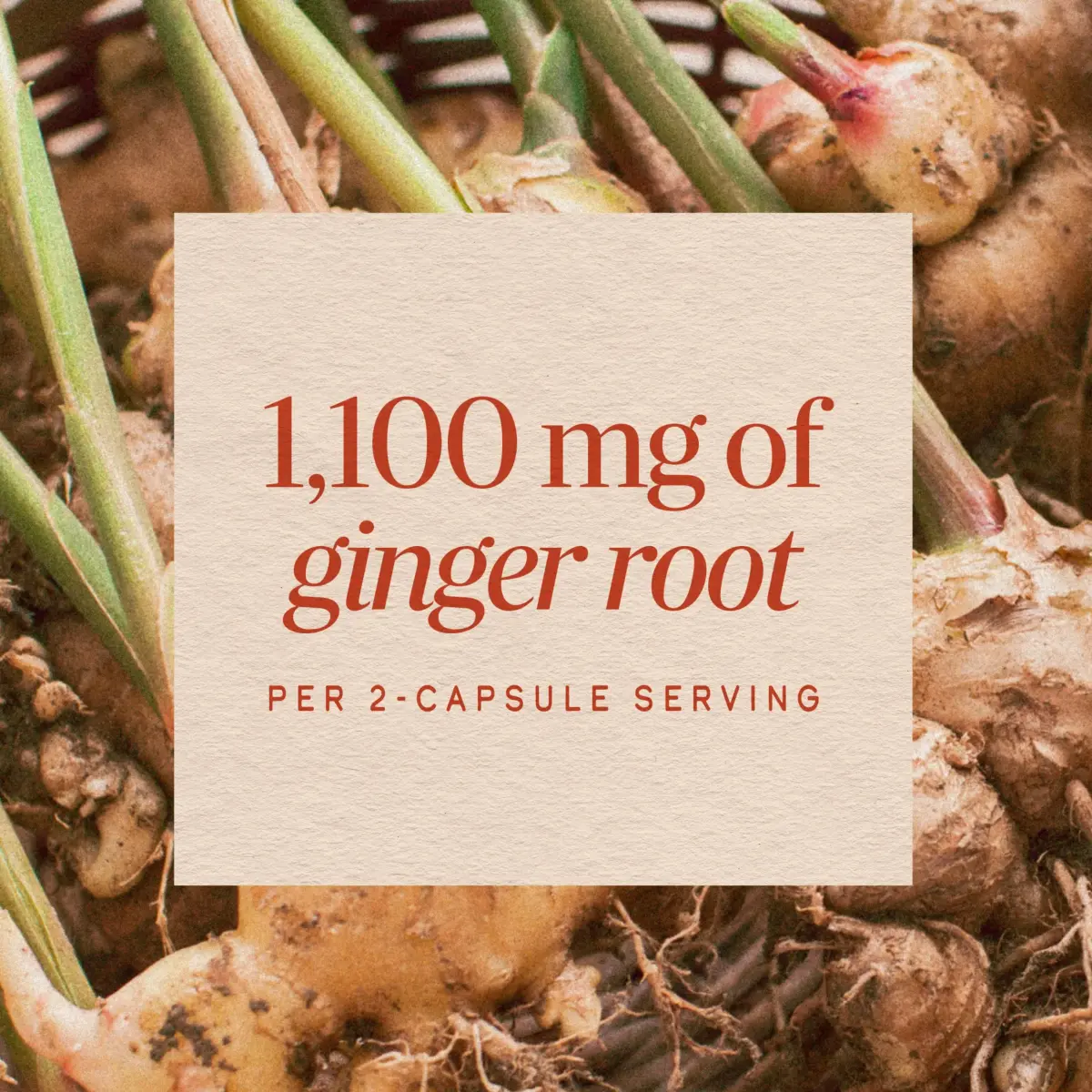 Nature's Way Ginger Root Capsules 1100 mg per Serving, 240 Count | Vegan, Non-GMO Project Verified - view 4