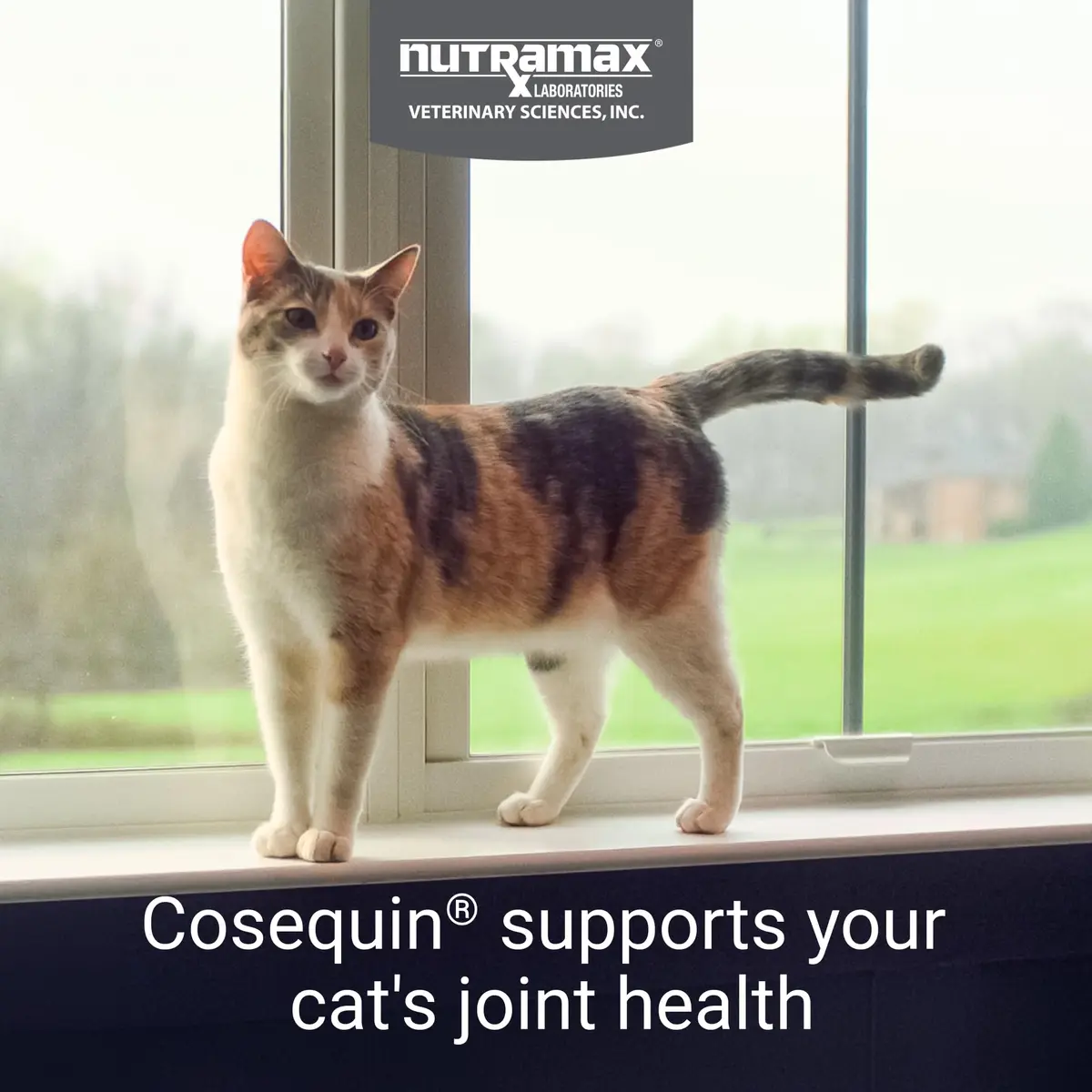 Nutramax Cosequin Joint Health Supplement for Cats, Soft Chews, 60 Count | Supports Joint, Skin & Coat Health - view 2