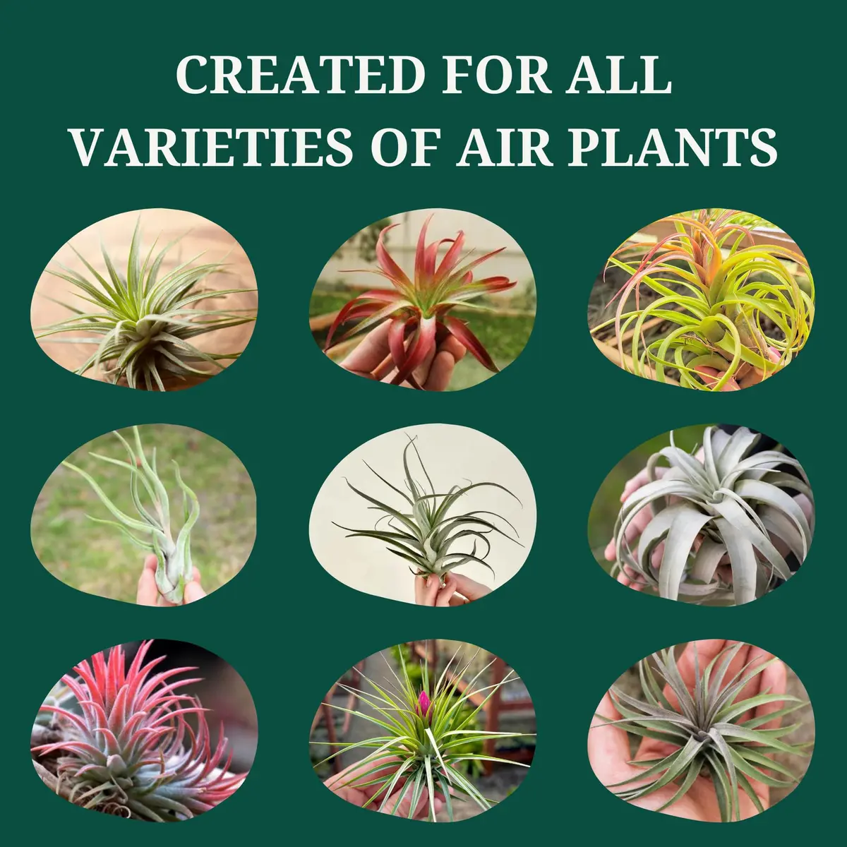Cute Farms Air Plant Fertilizer Spray 24 fl oz (710 ml) | Gentle Weekly Use Formula Plant Food for Tillandsia - view 5