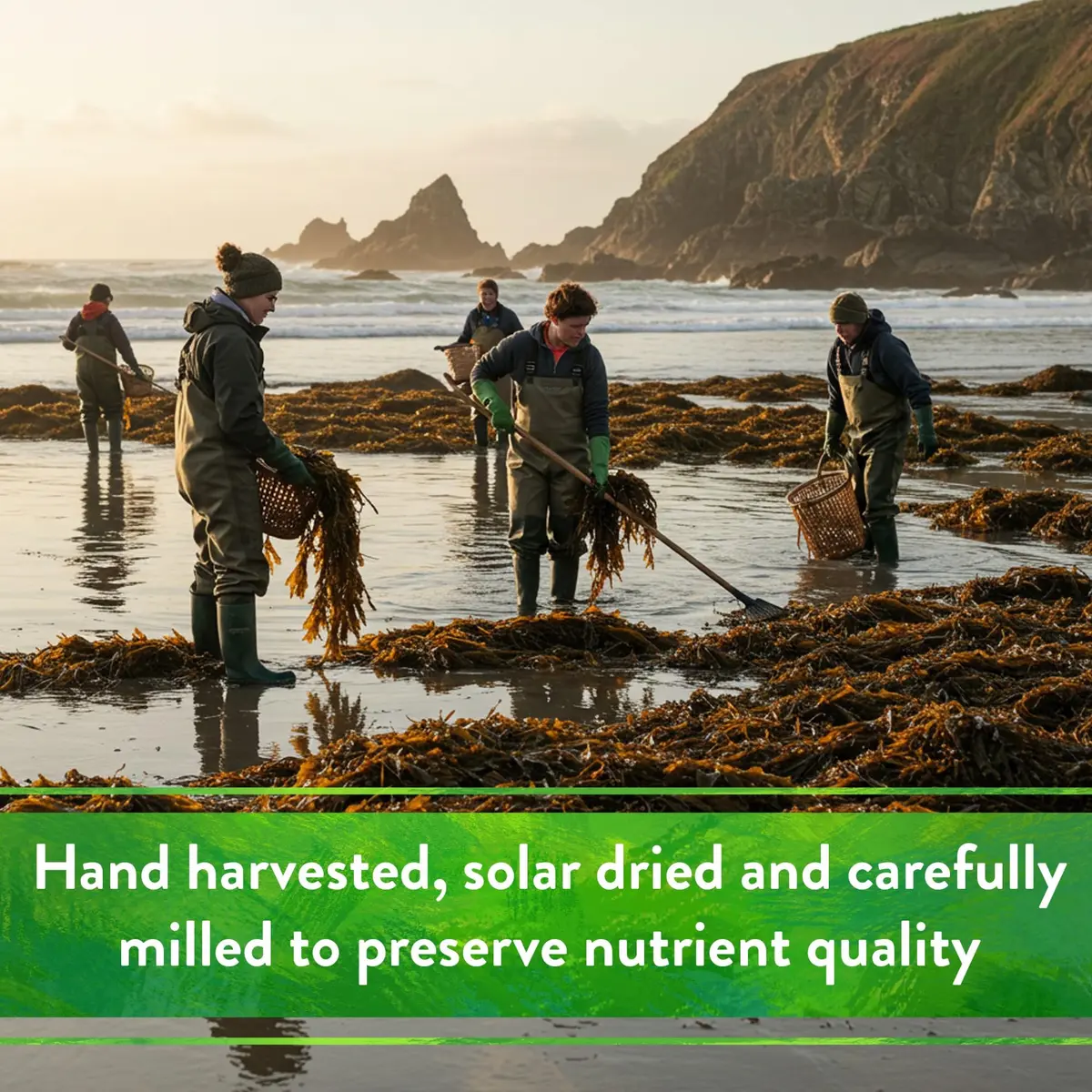 Down To Earth All Natural Fertilizers Organic Kelp Meal 20 lb | Supports lush growth & abundant fruit - view 5