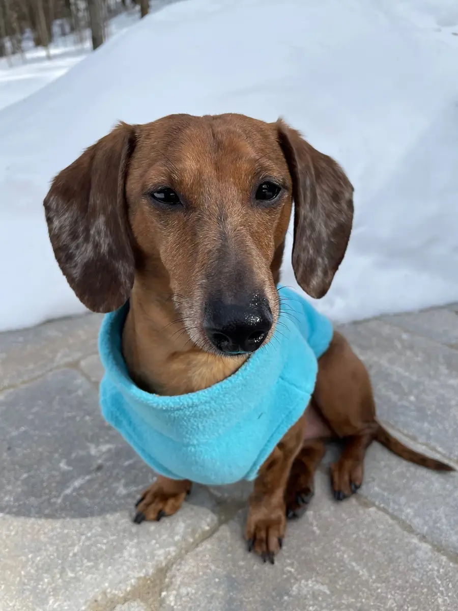 Gooby Zip-Up Fleece Dog Sweater, Turquoise, X-Small (28 cm Chest) - view 7