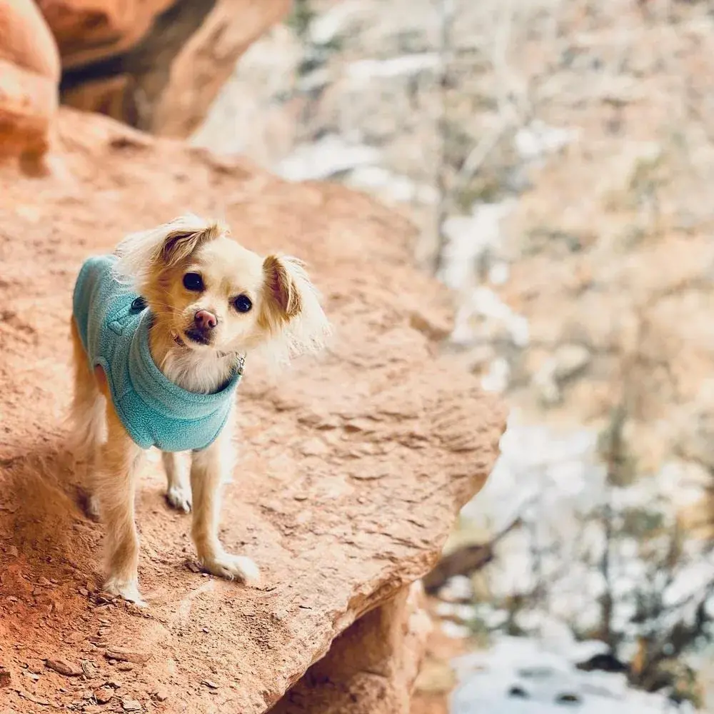 Gooby Zip-Up Fleece Dog Sweater, Turquoise, X-Small (28 cm Chest) - view 8