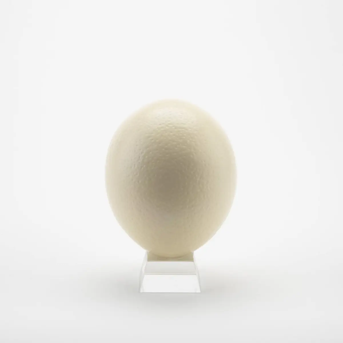 American Ostrich Farms Ostrich Eggshell Large Natural Sheen | Unique Craft Shell Laid in USA - main product image
