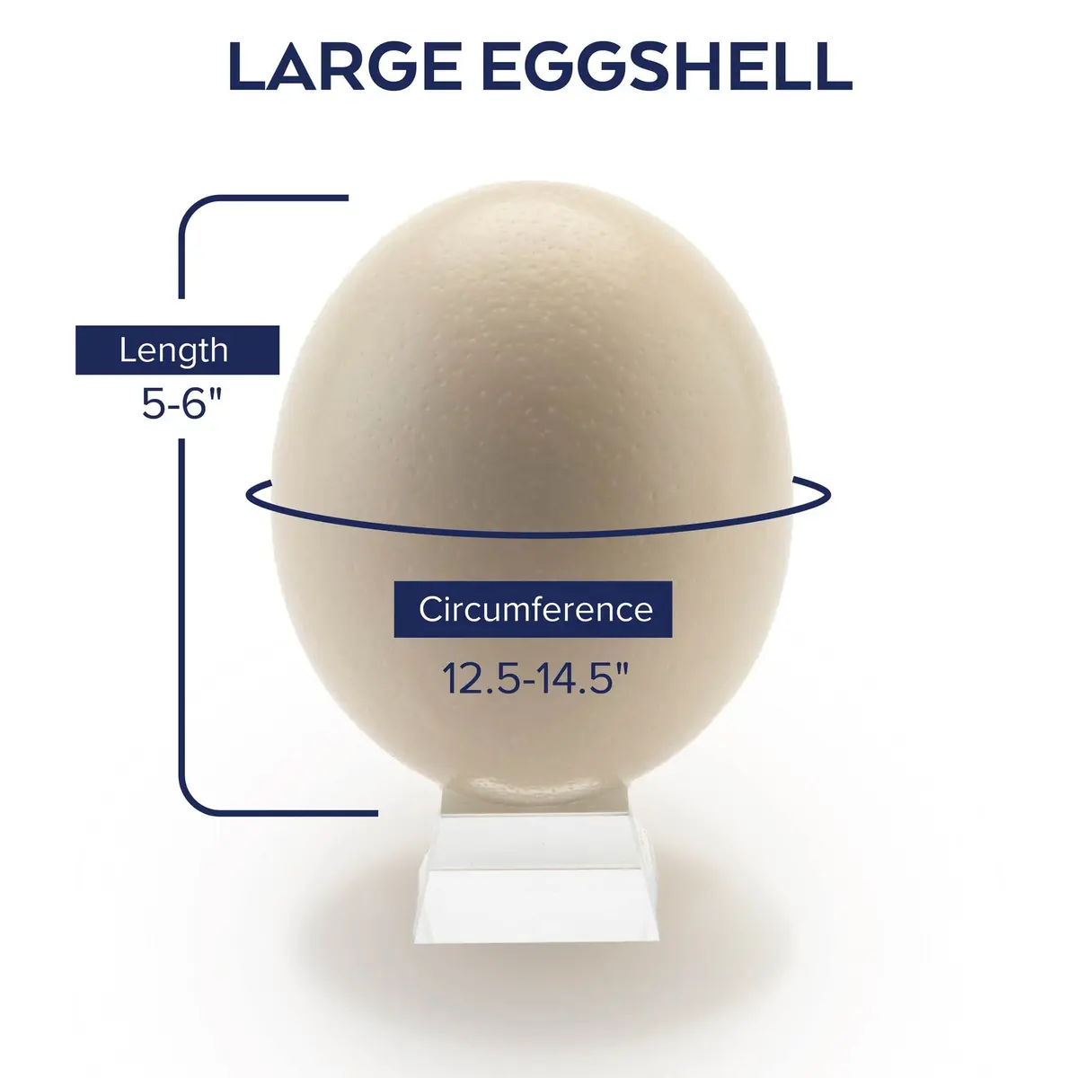 American Ostrich Farms Ostrich Eggshell Large Natural Sheen | Unique Craft Shell Laid in USA - view 2