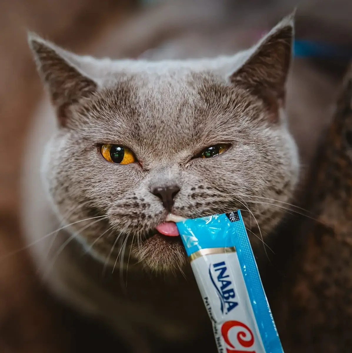 INABA Churu Cat Treats Tuna with Salmon Recipe 2 oz (70.8 g) | Grain-Free Lickable Purée for Cats - view 7