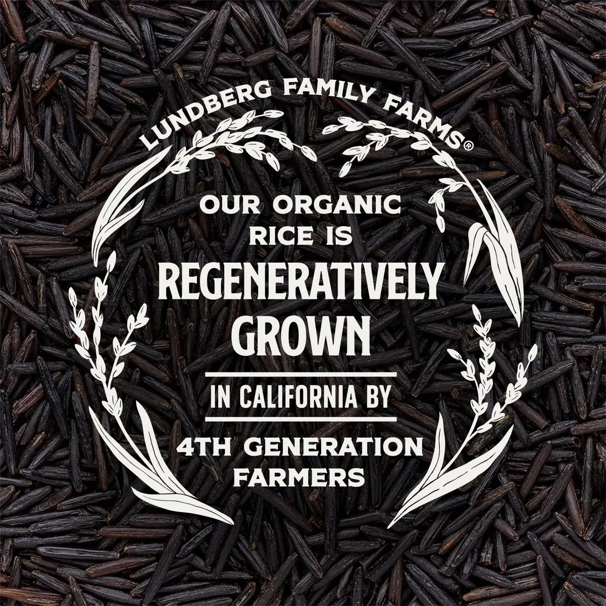 Lundberg Wild Rice 6-Pack, California Cultivated Black Rice, 8 Oz Ea | Regenerative Organic Certified Whole Grain - view 7