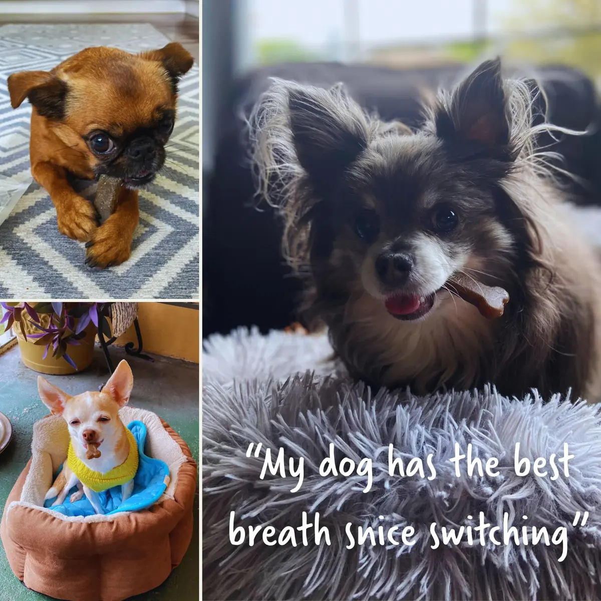 Earthly Presidio Earthbones Dental Chews for Dogs | Large, 6 Treats | Natural Dental Care - view 6