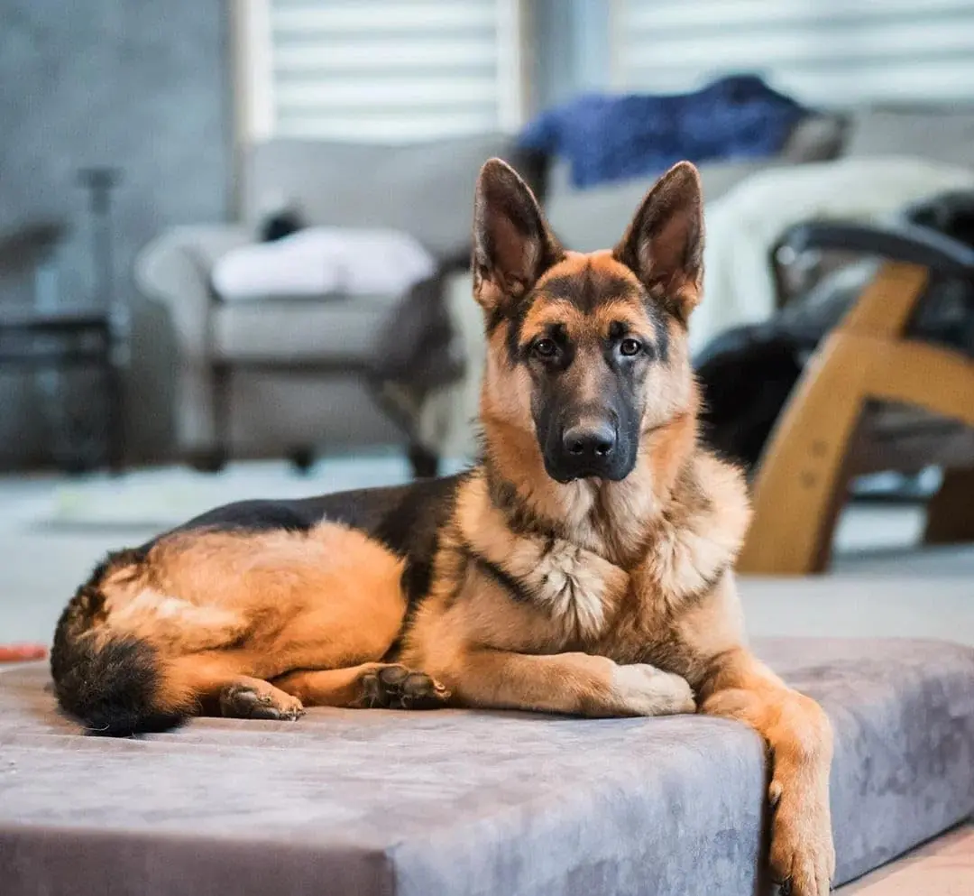 Big Barker Large Orthopedic Dog Bed 48x30x7 in Charcoal | 10-Year Shape Guarantee for Large Dogs - view 3