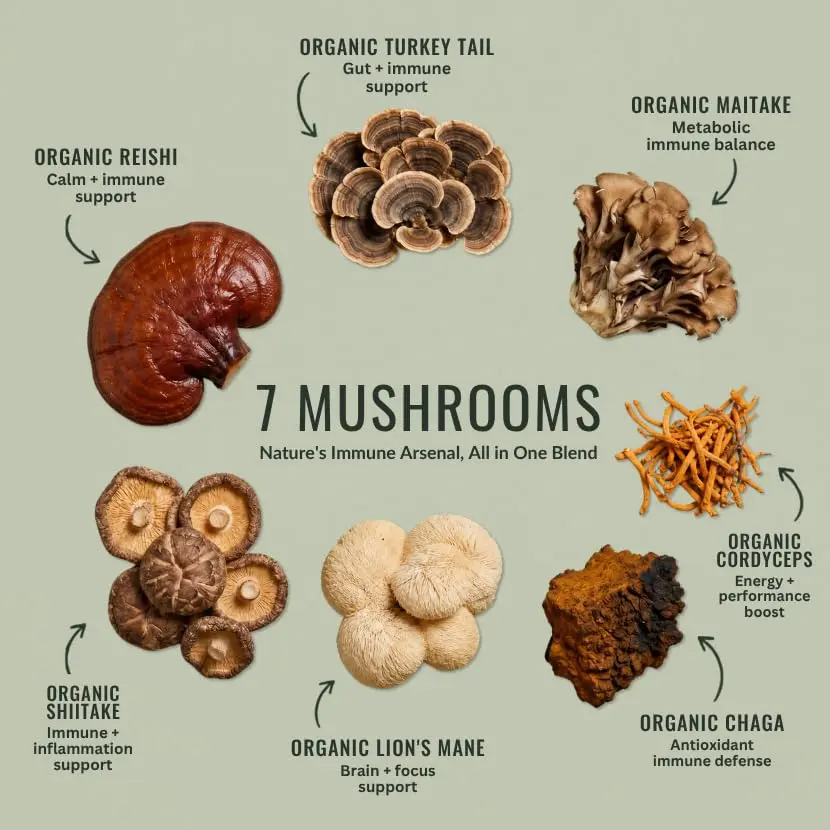 Organixx 7 Mushroom Supplement, Fermented, Immune Support, 60 Caps | USDA Organic & Bioavailable Mushroom Blend - view 3