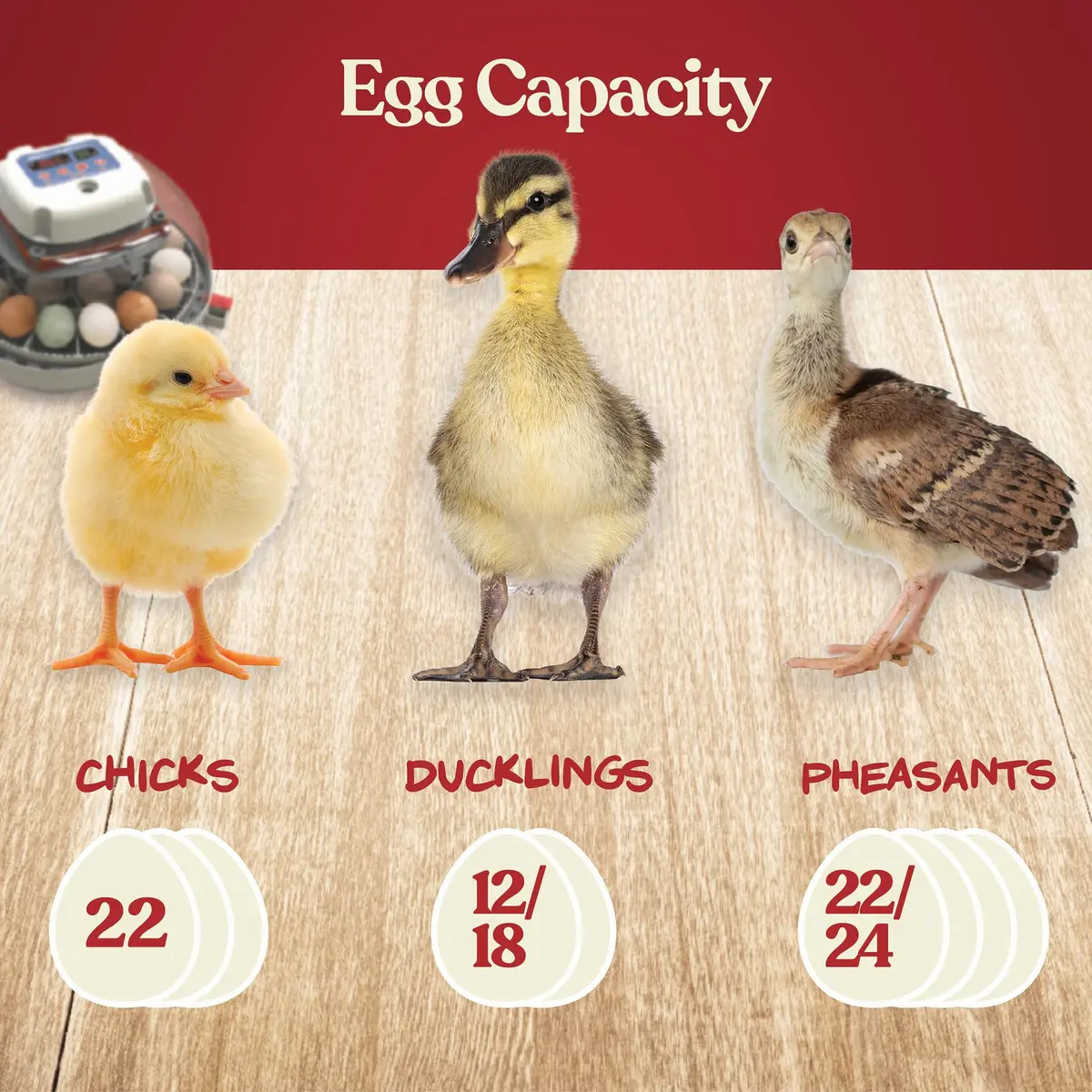 Harris Farms Nurture Right 360 Egg Incubator with Auto Turner, Holds 22 Eggs | Automatic Temperature & Humidity Control - view 7