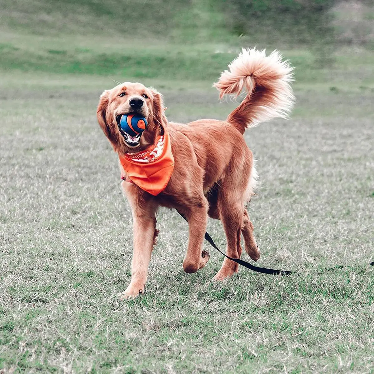 Chuckit! Ultra Squeaker Ball Large | Durable Rubber Fetch Toy for Dogs - view 5