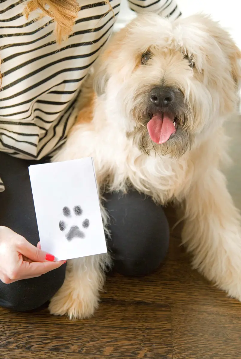 Pearhead Paw Print Clean Touch Ink Pad Kit for Dogs and Cats, Black Ink, 1 Pad & 2 Cards | Mess-Free Pet Keepsake - view 9