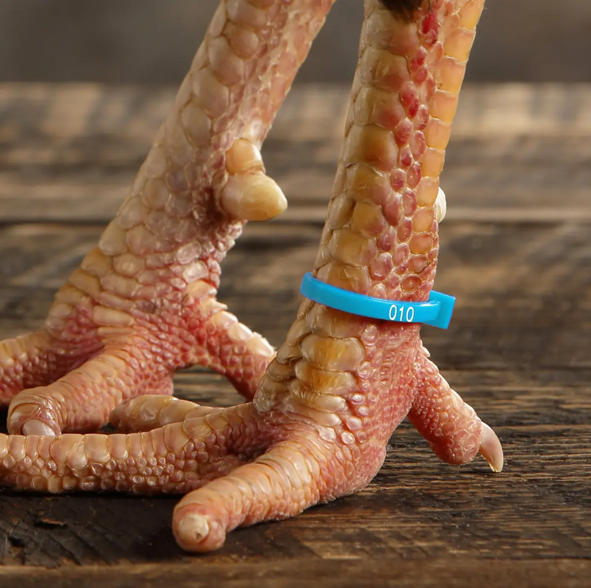 Chicken Hill 50 ZBand Numbered Poultry Leg Bands | Fluorescent, Fits Sizes 6-14 - view 4