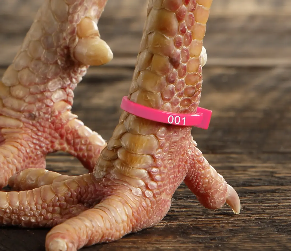 Chicken Hill 50 ZBand Numbered Poultry Leg Bands | Fluorescent, Fits Sizes 6-14 - view 2