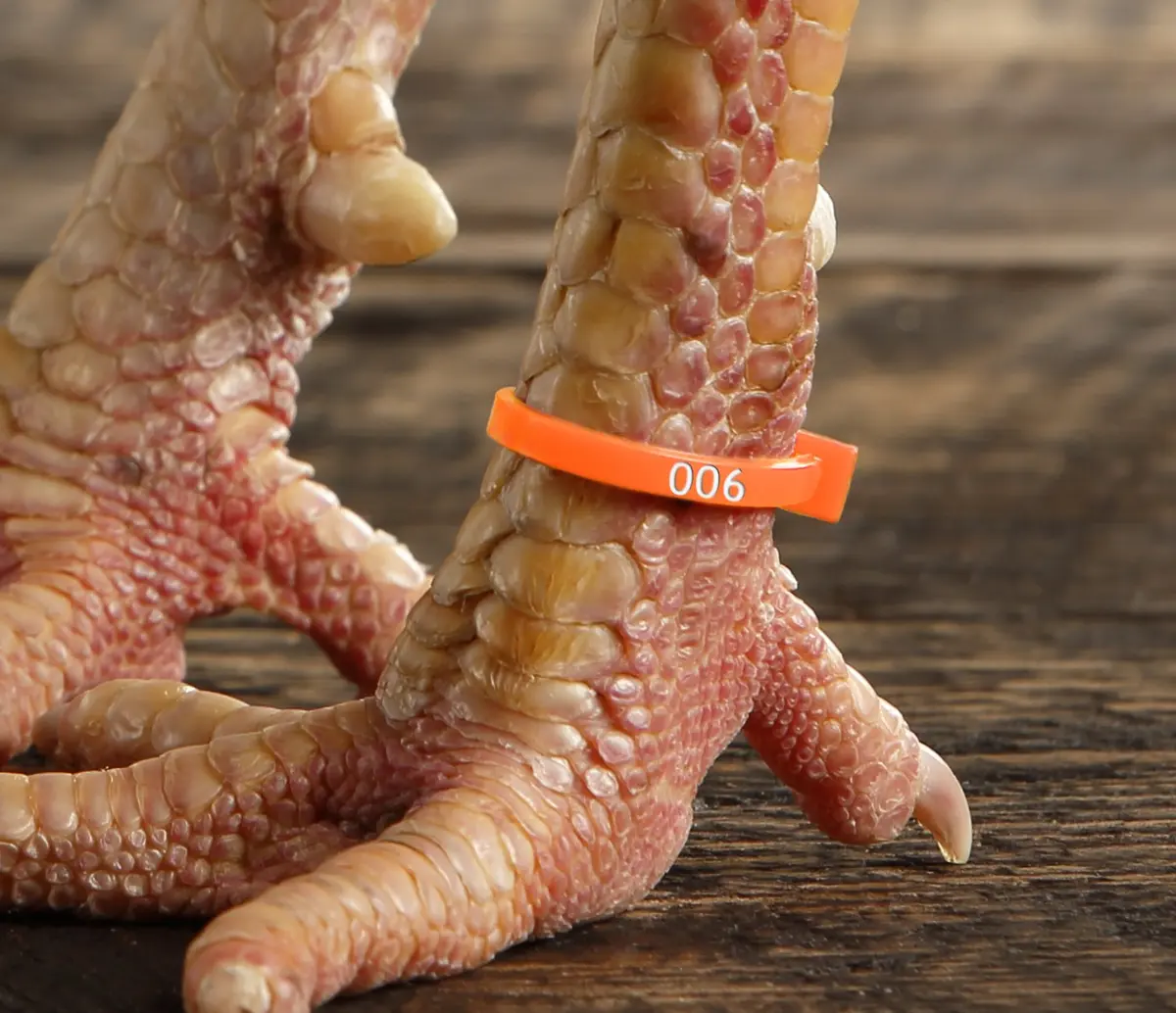 Chicken Hill 50 ZBand Numbered Poultry Leg Bands | Fluorescent, Fits Sizes 6-14 - view 3