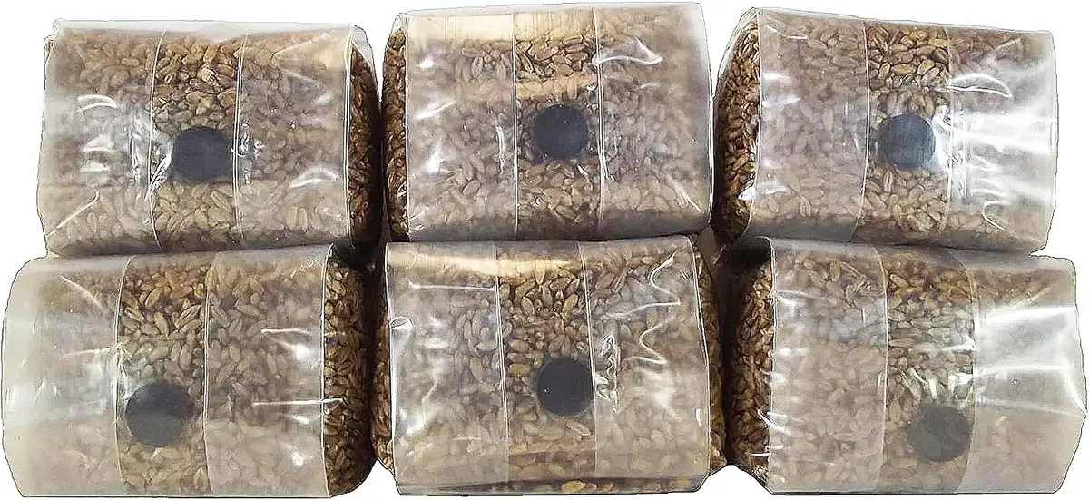 Out-Grow Sterilized Rye Berry Mushroom Substrate 6 pcs | Ready-to-Use, Self-Healing Port, 6 lb - main product image