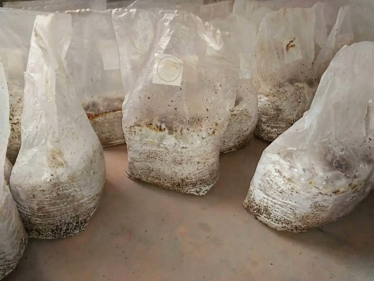SUCOHANS Mushroom Grow Bags Large 20cm x 12cm x 50cm (8" x 5" x 19") | Autoclavable with 0.2 Micron Filter - view 6